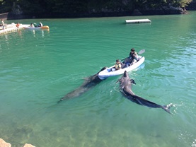 taijikujiranohakubutsukann